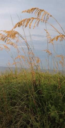 Beaufort Gymnastics Coach Jobs Bluffton Gyms Hire Gymnastics Instructors Hilton Head Gymnastic Coaching Positions