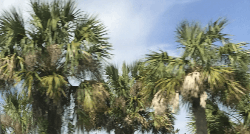 Doral Gymnastics Coach Jobs Miami Gymnastics Clubs Hire Gymnastic Instructors Florida